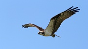  (Pandion haliaetus)